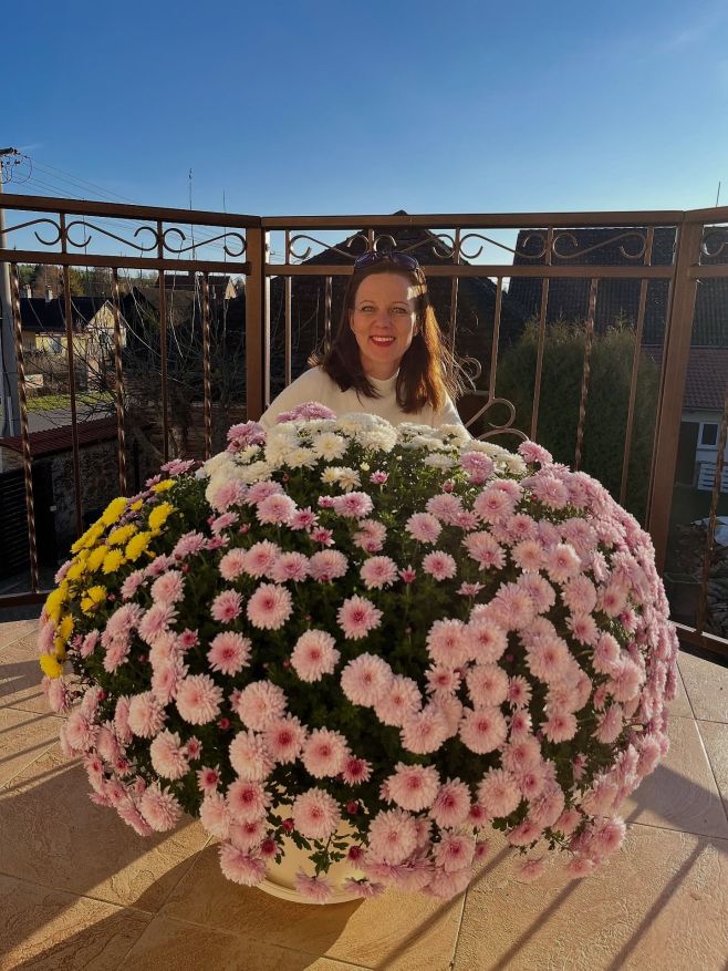 Hezké odpoledne, takhle mi letos vykvetla listopadka.🌸 V životě jsem takhle velkou neměla a ani takovou neviděla. Tak se o...